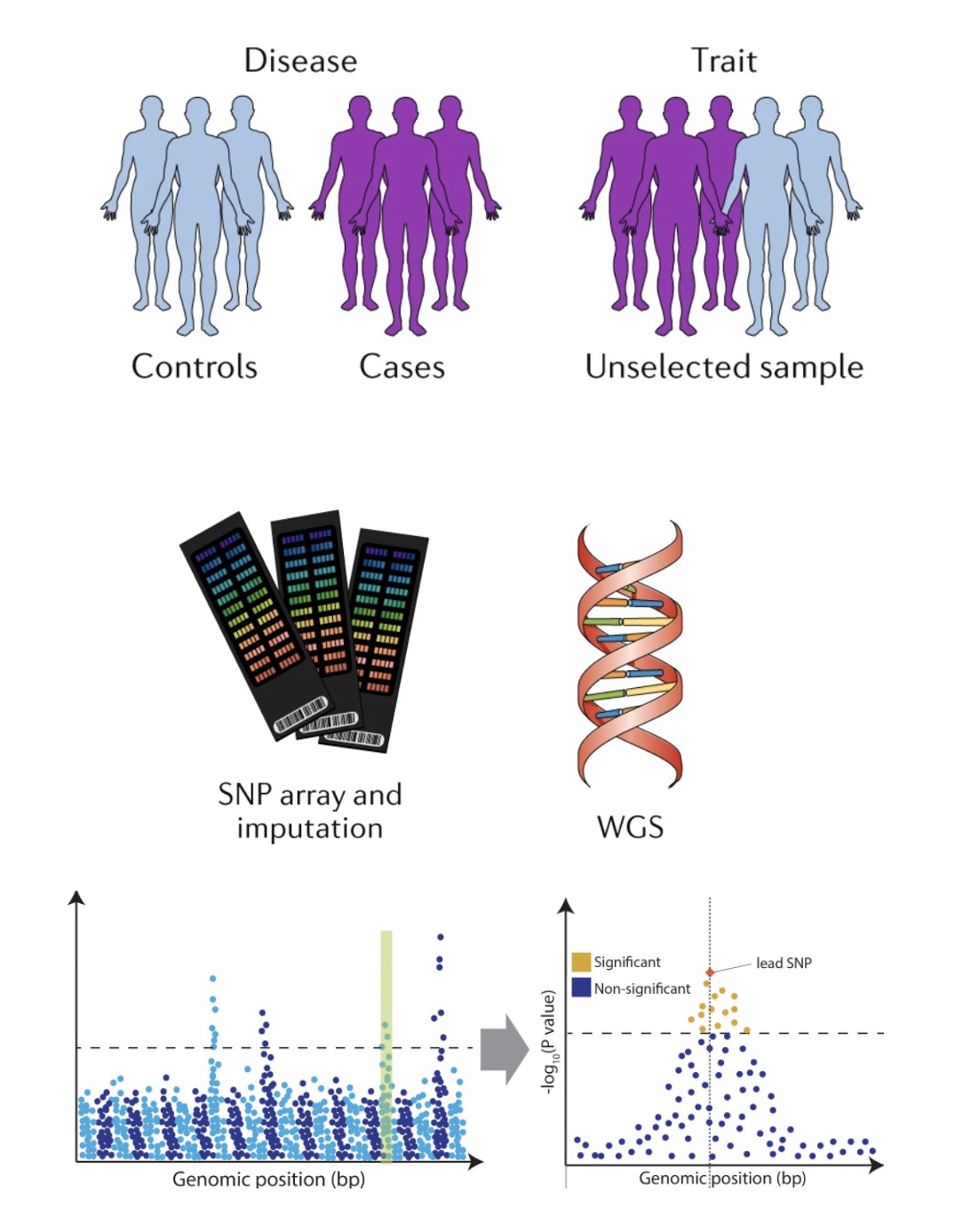 Disease Genetics Cartoon