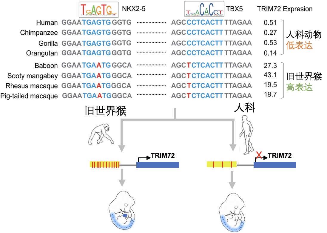 TRIM72 expression research